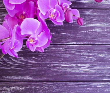 Orkide cins Stadyumu karanlık bir ahşap