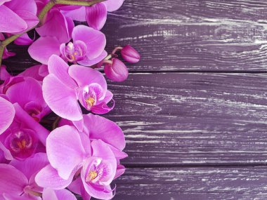 Orkide cins Stadyumu karanlık bir ahşap