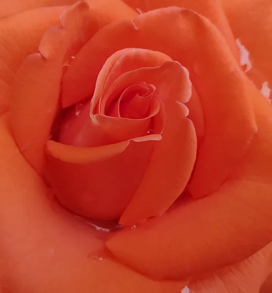 Rocznica Rose Pomarańczowym Tle Mokre — Zdjęcie stockowe