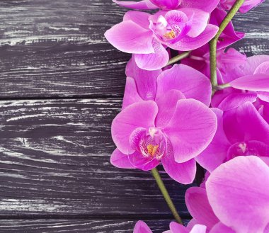 Orkide cins Stadyumu karanlık bir ahşap