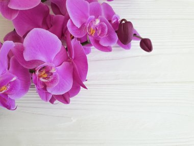 Beyaz ahşap çerçeve üzerinde orkide çiçek