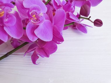 Beyaz ahşap çerçeve üzerinde orkide çiçek