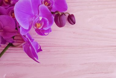 pembe ahşap çerçeve üzerinde orkide çiçek