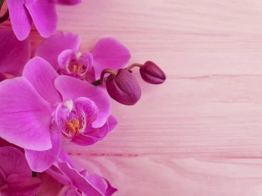 pembe ahşap çerçeve üzerinde orkide çiçek