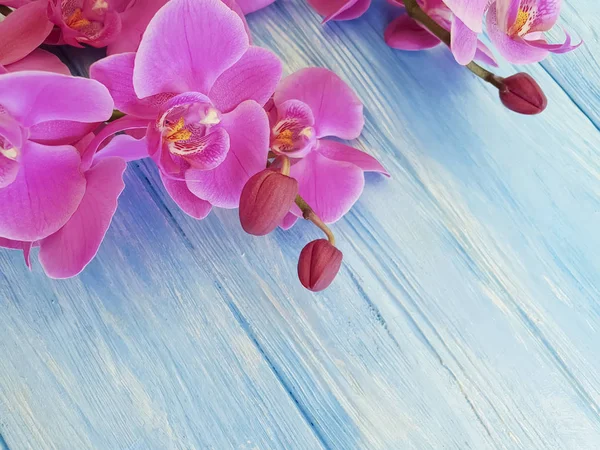 renkli ahşap çerçeve üzerinde orkide çiçek