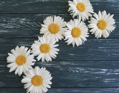 koyu ahşap arka plan üzerinde papatya