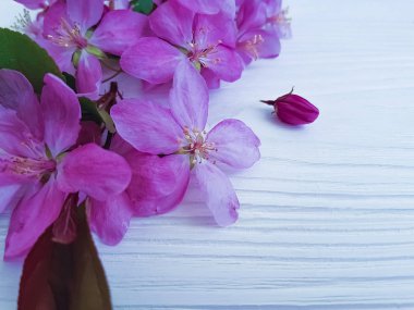 Manolya çiçek beyaz ahşap zemin üzerinde