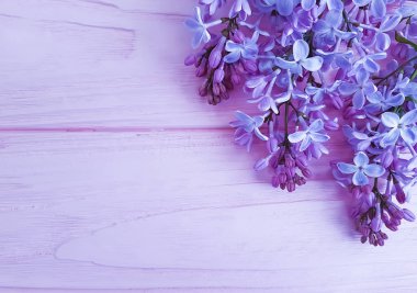  Leylak dalı bir pembe ahşap arka plan üzerinde çerçeve