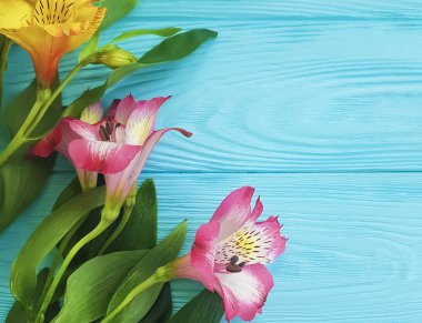 Alstroemeria bir renk ahşap zemin üzerine çiçek, çerçeve