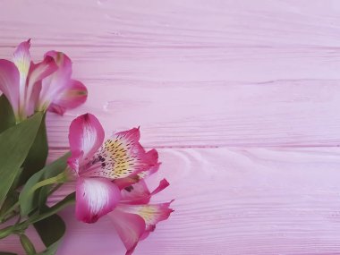 Alstroemeria pembe ahşap çerçeve arka plan üzerinde