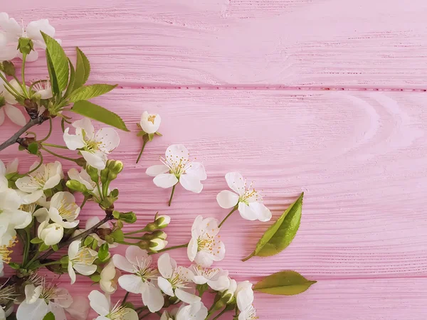 Kirschblüte Auf Rosa Holzrahmen Hintergrund — Stockfoto