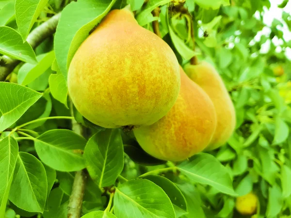 Ripe Organic Pear Branch Garden — Stock Photo, Image