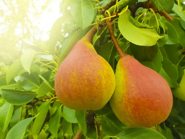 Ripe Organic Pear Branch Garden — Stock Photo, Image