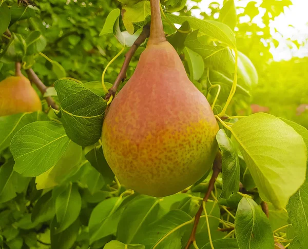 Ripe Organic Pear Branch Garden — Stock Photo, Image