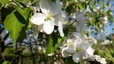 bir şube ağır çekim çiçek açan kiraz çiçek