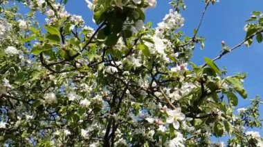 bir şube ağır çekim çiçek açan kiraz çiçek