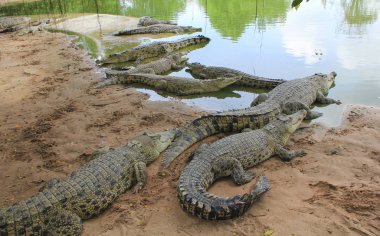 Pattaya Timsah Çiftliği tehlikeli