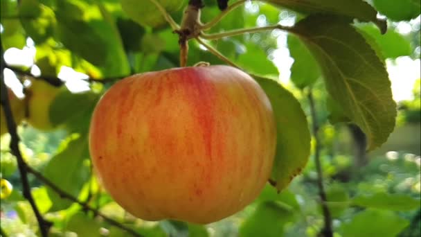 Apfel Reif Einem Zweig Zeitlupe — Stockvideo
