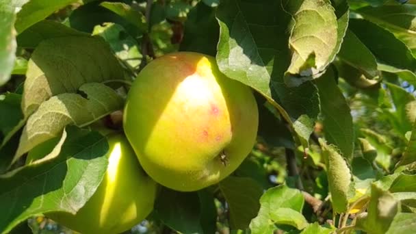 Стигле Яблуко Гілці Повільна Стрільба — стокове відео