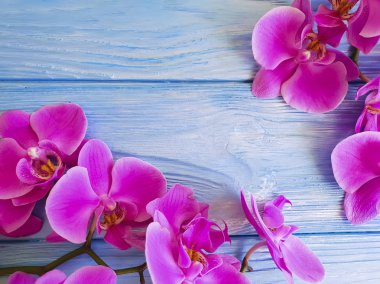 mavi ahşap arka plan üzerinde orkide çiçek