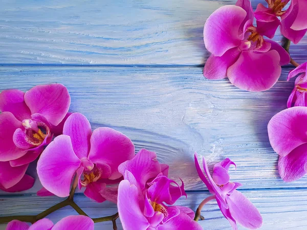 mavi ahşap arka plan üzerinde orkide çiçek