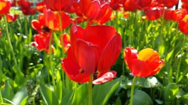 kırmızı lale güzel yavaş hareket