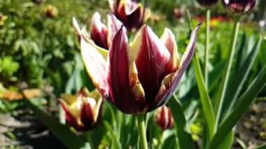 kırmızı lale güzel yavaş hareket