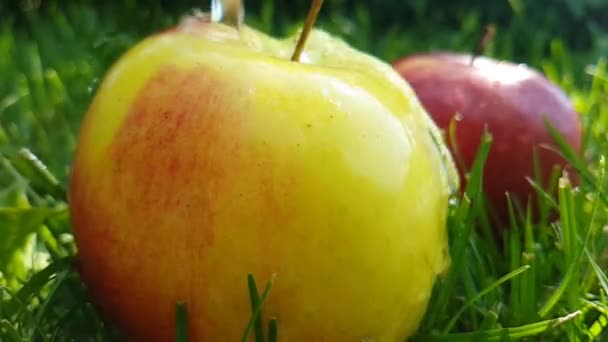Pomme Mouillée Sur Herbe Arrosage Tir Ralenti — Video