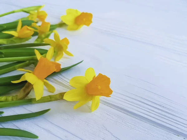 Narciso Fiore Sfondo Bianco Cornice Legno — Foto Stock