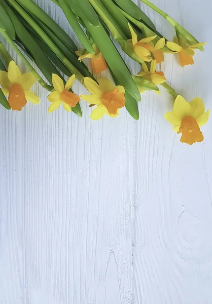 Narzissenblüte Auf Weißem Holzrahmen Hintergrund — Stockfoto