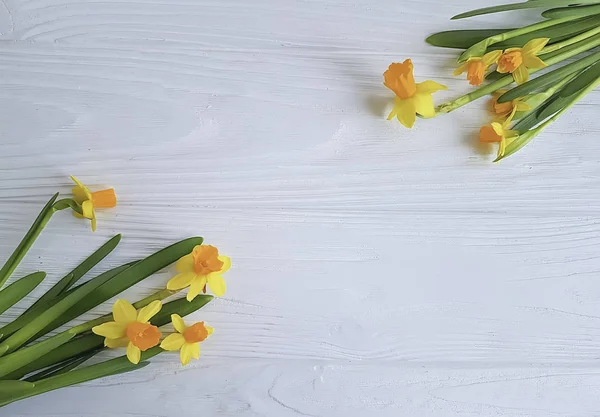 Blume Narzisse Auf Weißem Holzhintergrund — Stockfoto