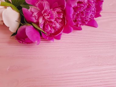 güzel çiçekler taze peonies pembe ahşap arka plan, yaz çerçeve üzerinde