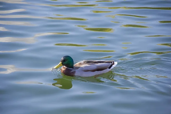 Ente Schwimmt Teich — Stockfoto