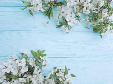 Çiçek açan şube mavi ahşap arka plan üzerinde kiraz çerçeve