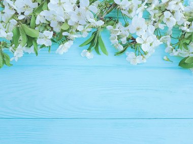 Çiçek açan şube mavi ahşap arka plan üzerinde kiraz çerçeve