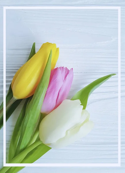 Strauß Frischer Tulpen Mit Weißem Holzhintergrund — Stockfoto