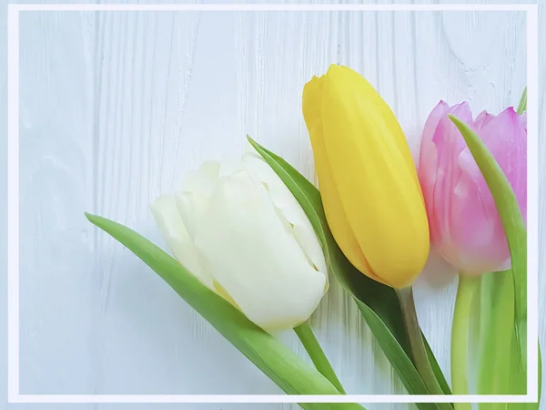 Strauß Frischer Tulpen Mit Weißem Holzhintergrund — Stockfoto