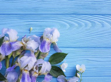 İris mavi ahşap arka plan üzerinde güzel çiçek