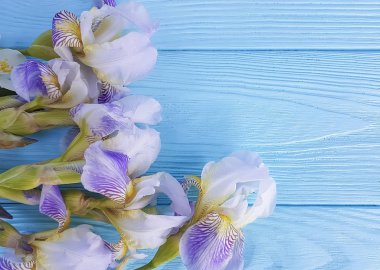 İris mavi ahşap arka plan üzerinde güzel çiçek