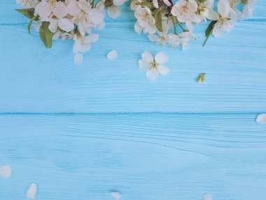 Mavi ahşap arka plan üzerinde çiçek açması kiraz Şubesi