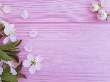 pembe ahşap arka plan üzerinde bir kiraz Şubesi
