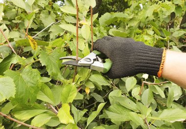 eldivenli elleri dalları kesmek