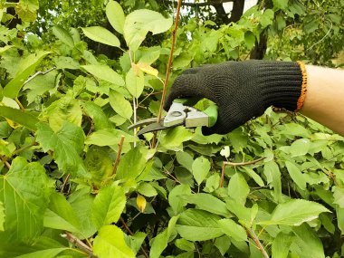 eldivenli elleri dalları kesmek