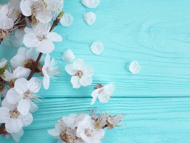 mavi ahşap arka plan dalda kiraz çiçeği