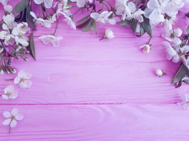 pembe ahşap arka plan üzerinde çiçek açan kiraz