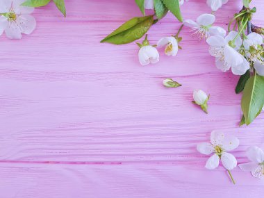 pembe ahşap arka plan üzerinde çiçek açan kiraz