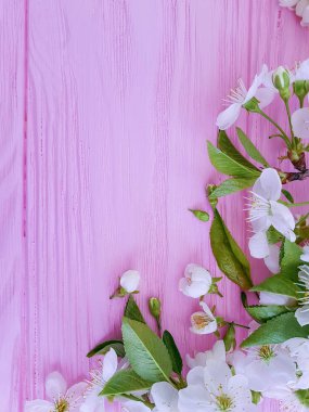 pembe ahşap arka plan üzerinde çiçek açan kiraz