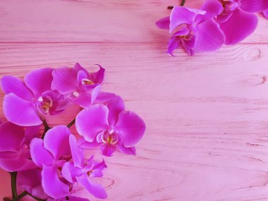 pembe ahşap arka plan üzerinde Orkide şube