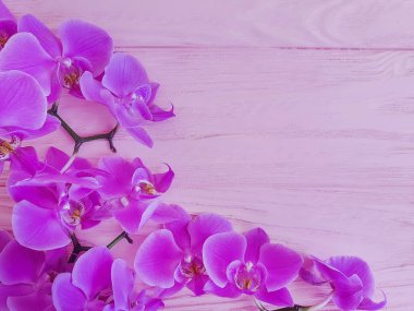 pembe ahşap arka plan üzerinde Orkide şube