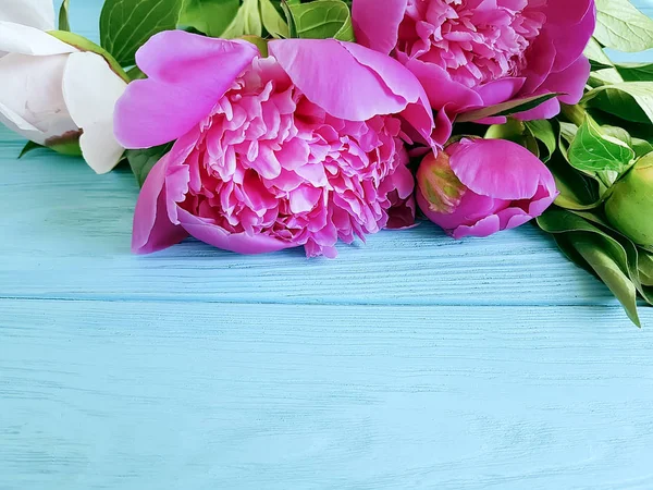 Beautiful Flower Peony Blue Wooden Background Frame — Stock Photo, Image